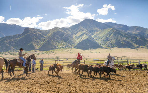 istock Roping cattle for branding in Utah - USA 1152319101