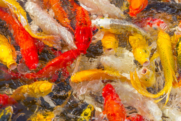 istock Koi Carps Fish Japanese swimming (Cyprinus carpio) beautiful color 1152320507