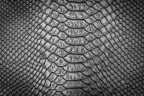 istock close up of snake skin texture 1152320519