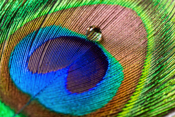 istock colorful feathered tail of a male peacock with drip 1152321515