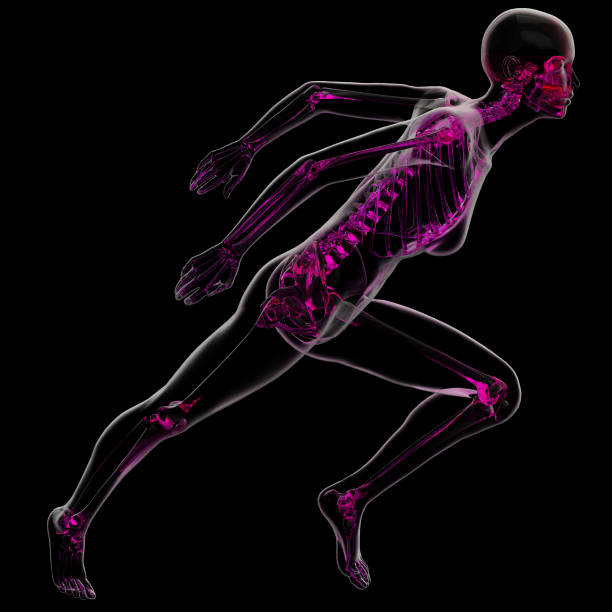 istock 3d rendering illustration of skeleton bone anatomy 1152321703