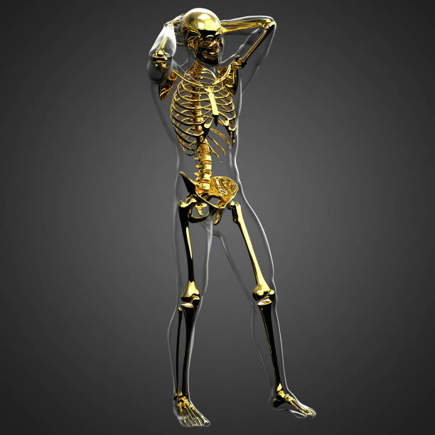 3D-Rendering Illustration der Skelettknochen-Anatomie – Foto