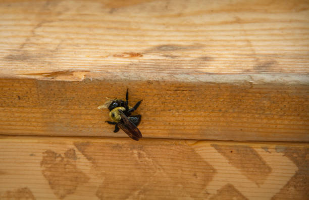 abeille charpentier (xylocopa) mâcher un trou dans le bois - abeille menuisière photos et images de collection