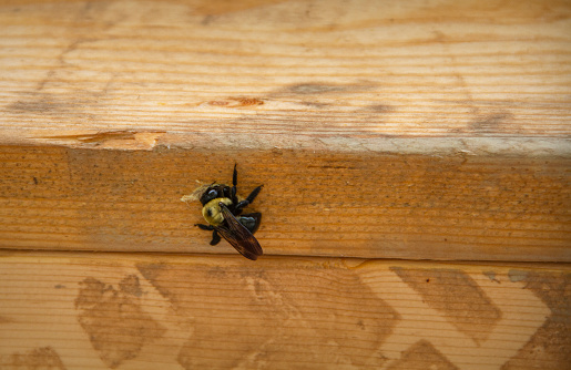 Carpenter Bee on my porch chewing  a hole in the wooden posts of my porch.