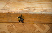 Carpenter Bee (Xylocopa) Chewing a Hole in the Wood