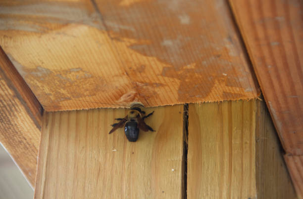 istock Carpenter Bee (Xylocopa) Entering a Hole in the Wood 1152322024