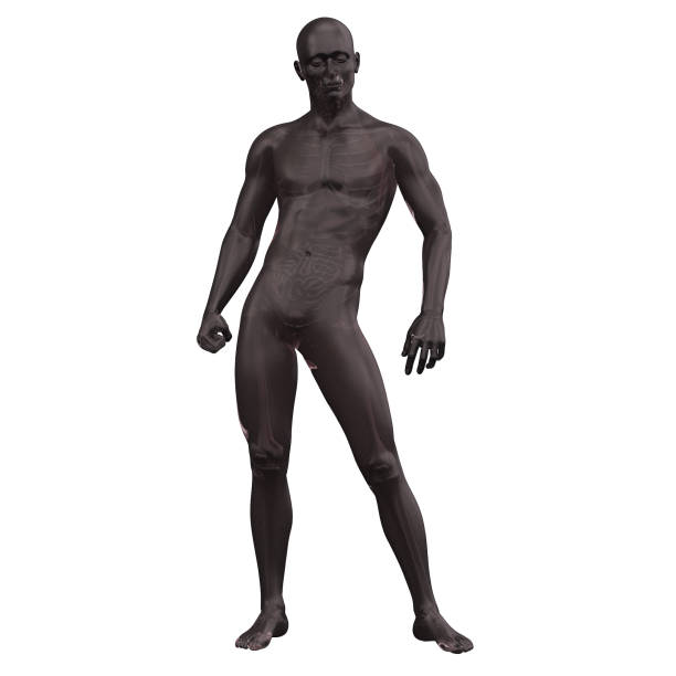 istock 3d rendering illustration of human anatomy 1152322753