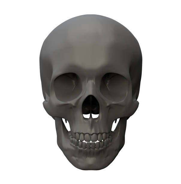istock 3d rendering illustration of skull anatomy 1152322787