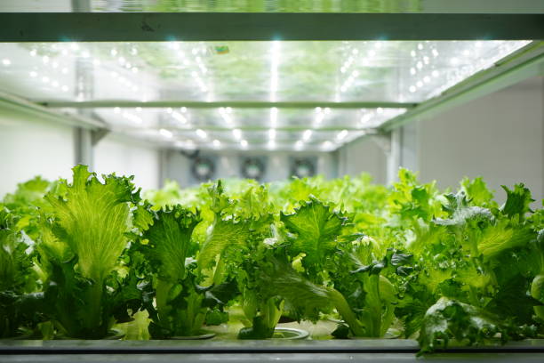 istock Vertical Farming Offers a Path Toward a Sustainable Future 1152322961