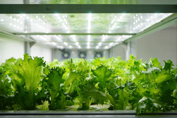 rolnictwo pionowe oferuje drogę ku zrównoważonej przyszłości - growth lettuce hydroponics nature zdjęcia i obrazy z banku zdjęć