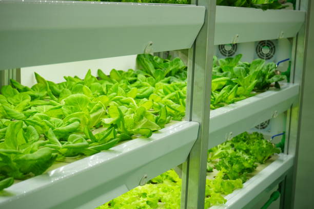 istock Vertical Farming Offers a Path Toward a Sustainable Future 1152323492