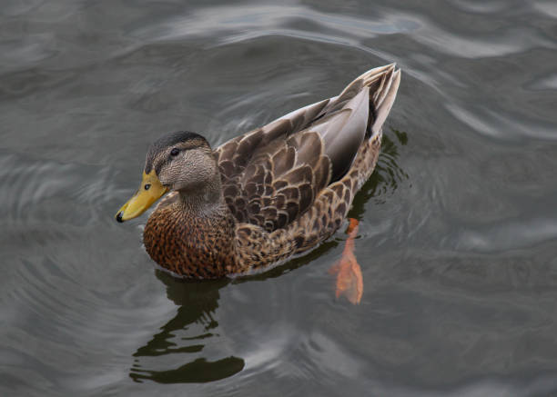 istock Female American Black Duck on a Lake 1152323511