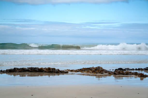 istock brown kelp seaweed on the sea beach 1152323620