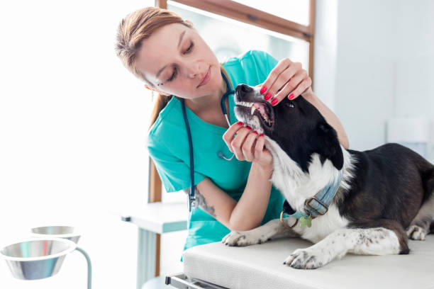 istock Doctor examining dog's teeth at veterinary clinic 1152324486