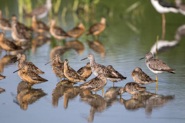 istock Large flock of Short-billed Dowitcher 1152324529