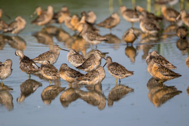 istock Large flock of Short-billed Dowitcher 1152324540