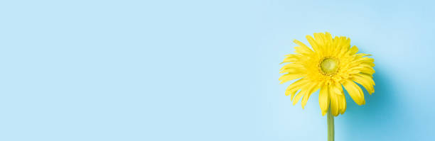 istock top view of yellow sunflower with shadow 1152324570