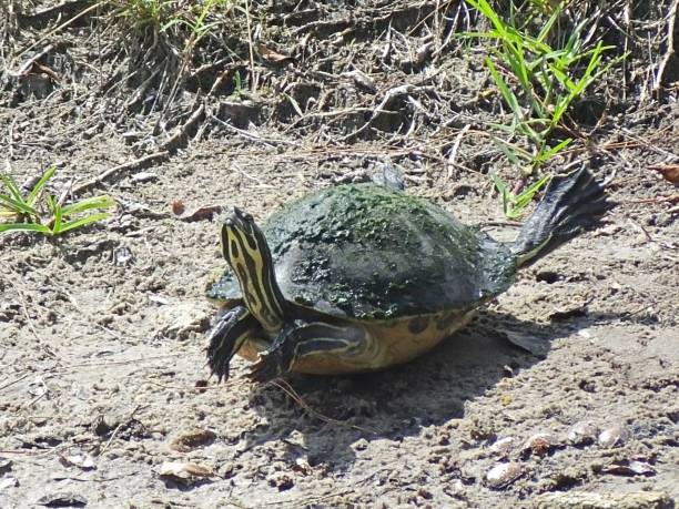 istock Florida Red-bellied Cooter (Pseudemys rubriventris) resting with legs up 1152325429