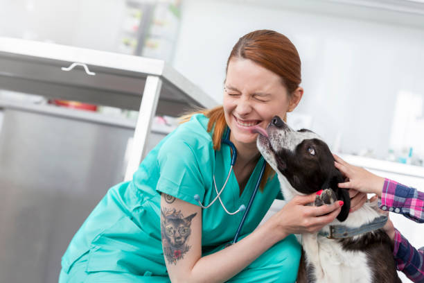 Dog licking smiling young veterinary doctor at clinic stock photo