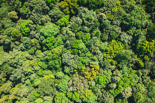 Aerial top view forest, Texture of forest view from above. background is green from jungle or rainforest.
