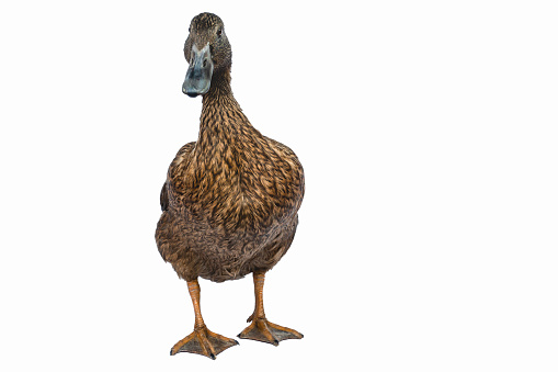 A male and a female mallard stand in shallow water facing each other in Maryland.