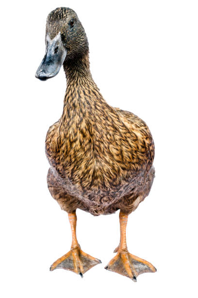 Brown Khaki Campbell duck on a white background.