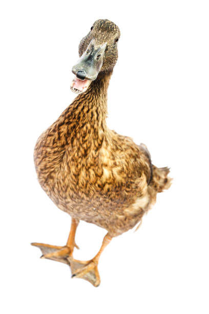 istock Brown Khaki Campbell duck on a white background. 1152327250