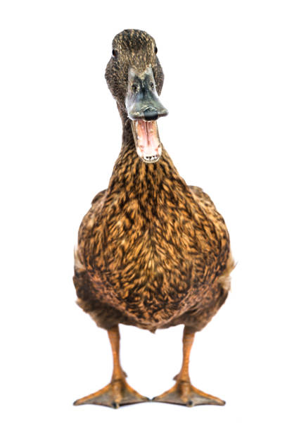 istock Brown Khaki Campbell duck on a white background. 1152327298