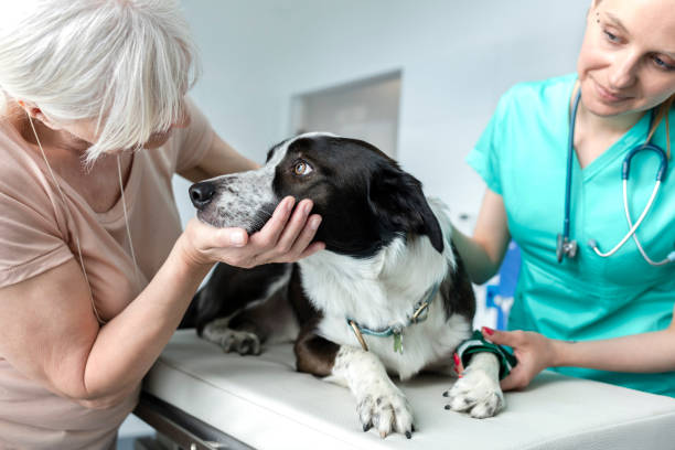 Doctor and senior owner looking at dog on bed in veterinary clinic stock photo