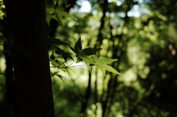 istock Flowers, Trees and Leaves 1152328105