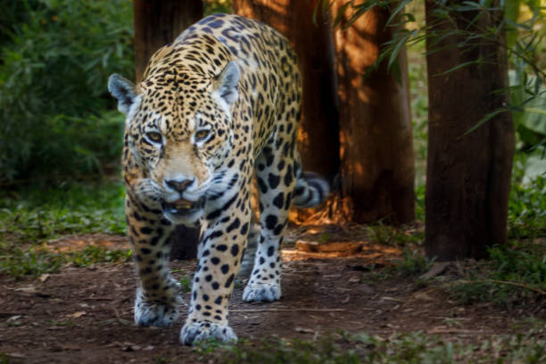 istock Jaguar approaching, hunting - Pantanal wetlands, Brazil 1152328169