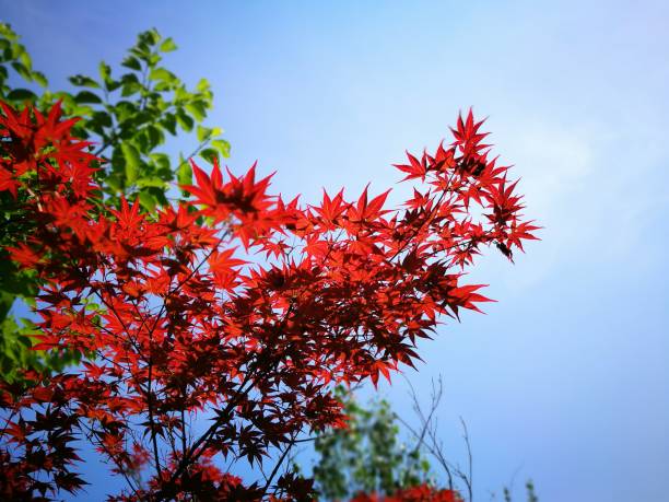 istock Flowers, Trees and Leaves 1152328282