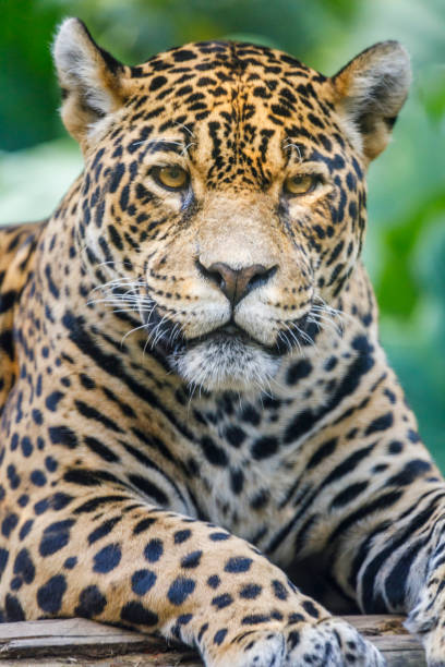 istock Jaguar looking at camera - Pantanal wetlands, Brazil 1152328484