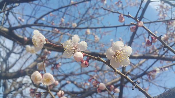 istock White flowers in blue sky background. 1152330225