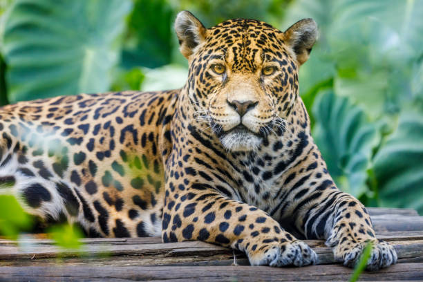 istock Jaguar looking at camera - Pantanal wetlands, Brazil 1152330752