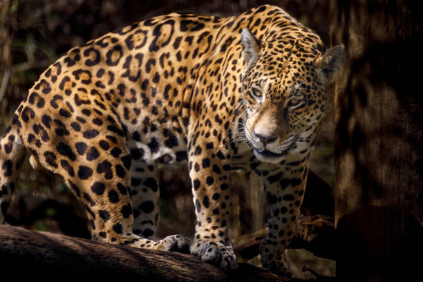 close-up of a leopard in a majestic pose on black background with room for copy space