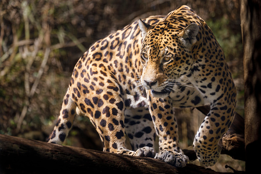 Jaguar approaching, hunting - Pantanal wetlands, Brazil