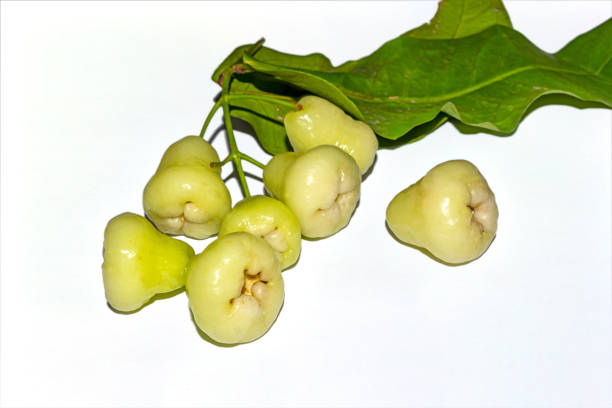 A bunch of Fresh and sweet Indian white Syzygium samarangense or java apple fruit on white isolated background.Selective focus and side angle view.