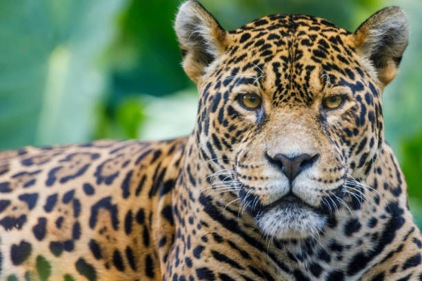 istock Jaguar looking at camera - Pantanal wetlands, Brazil 1152331777