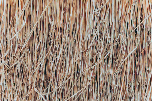 istock Thatch roof background, hay or dry grass background. 1152332482