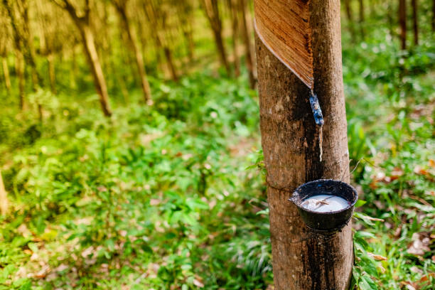 Broederschap insluiten Glad 1,100+ Rubber Tree Plantation Thailand Stock Photos, Pictures & Royalty-Free Images - iStock Broederschap insluiten Glad 1,100+ Rubber Tree Plantation Thailand Stock Photos, Pictures & Royalty-Free Images - iStock