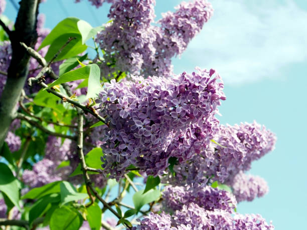 istock bright lilac branch on a tree against the blue sky 1152332674
