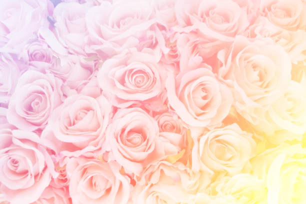 istock Unfocused blur rose petals 1152333371
