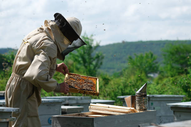 istock Beekeeper on apiary. Beekeeper is working with bees and beehives on the apiary. 1152335031