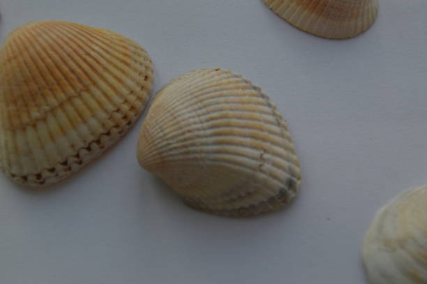 istock The composition of sea and ocean shells close-up 1152335997
