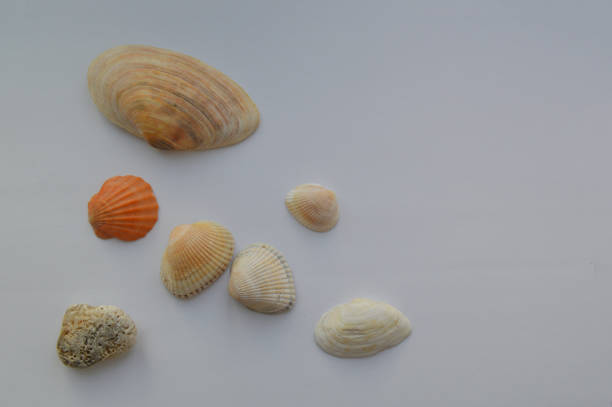 istock The composition of sea and ocean shells close-up 1152335999