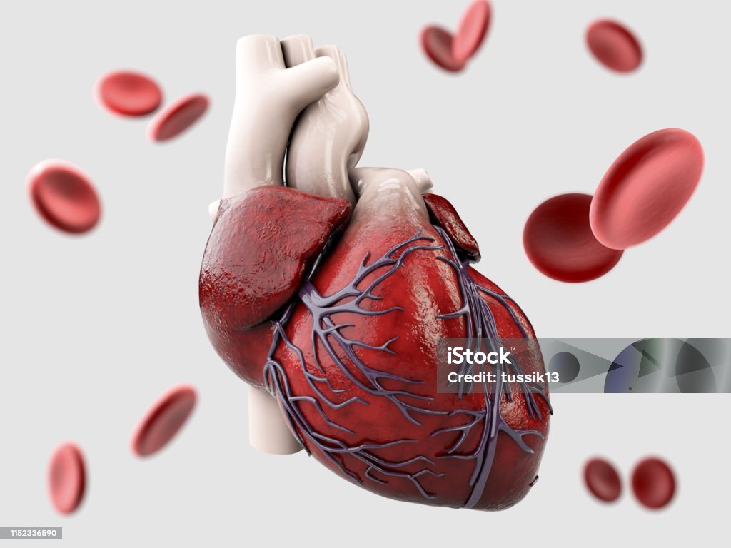 3d Illustration Of Anatomy Of Human Heart Isolated On Gray Stock ...
