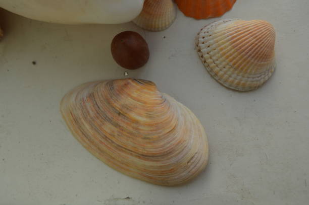 istock The composition of sea and ocean shells close-up 1152336591