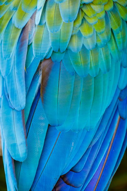 istock Colorful Parrot macaw wing - tropical bird plumage pattern – Pantanal, Brazil 1152336599
