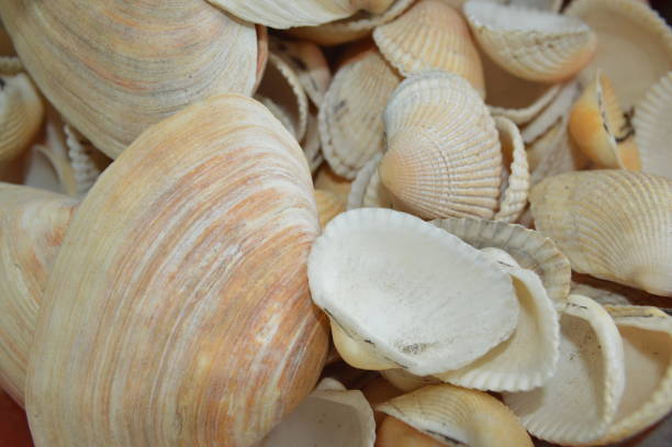istock The composition of sea and ocean shells close-up 1152336632